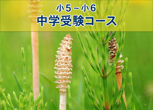 小5~小6 中学受験コース